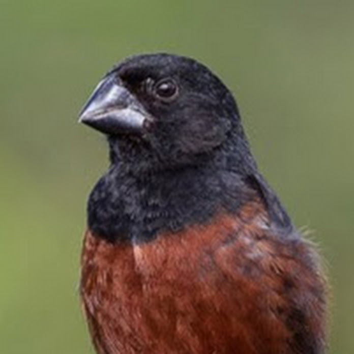 carlosmota rj Net Worth & Earnings (2026)