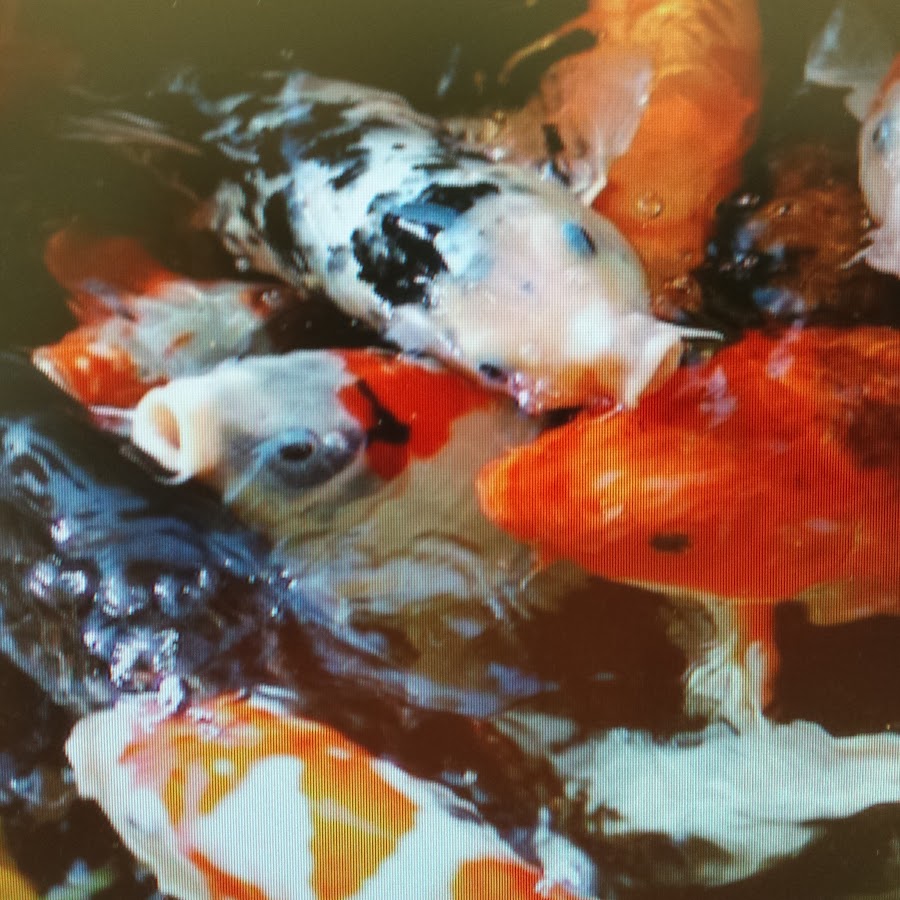 Ambassador of Aquatic Life - YouTube