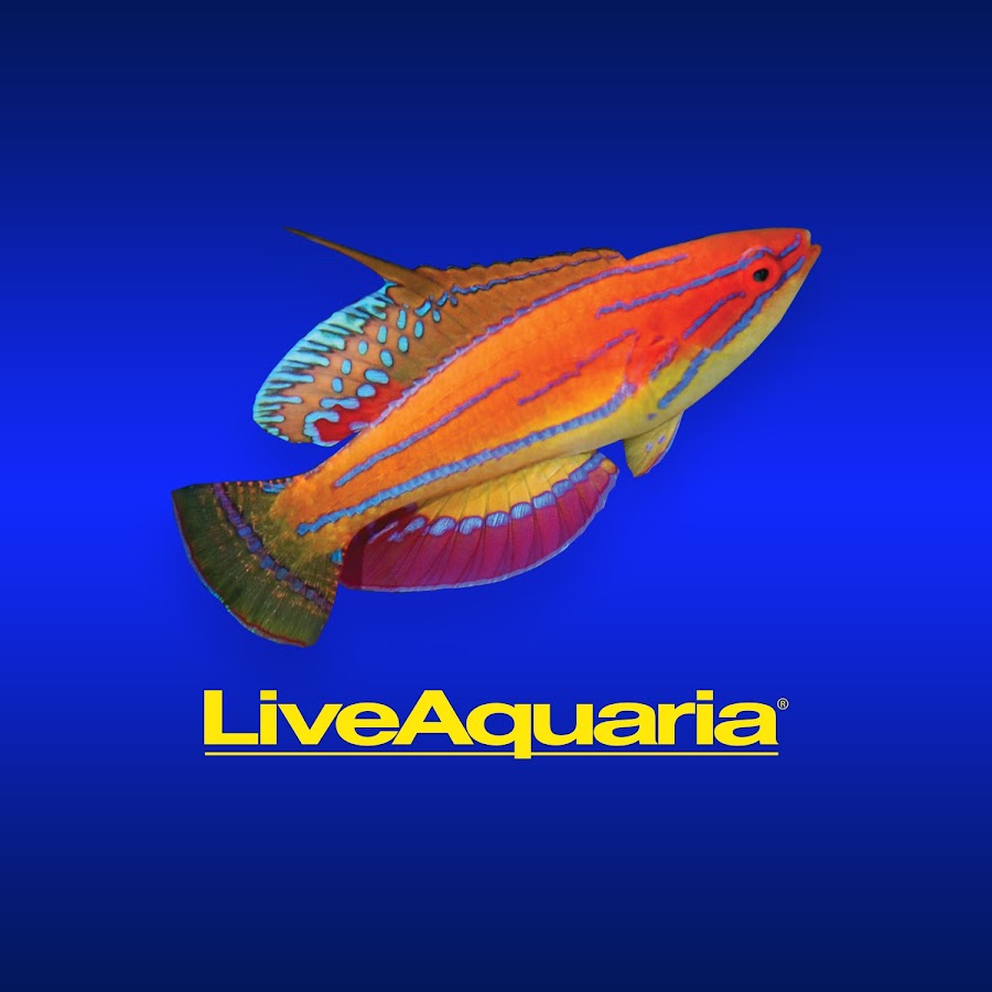 LiveAquaria YouTube