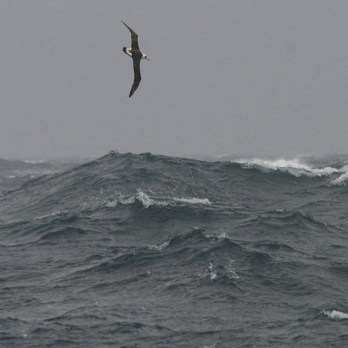 zoom one Net Worth & Earnings (2026)