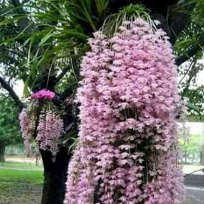 Ramilletes de Bendiciones Net Worth & Earnings (2025)