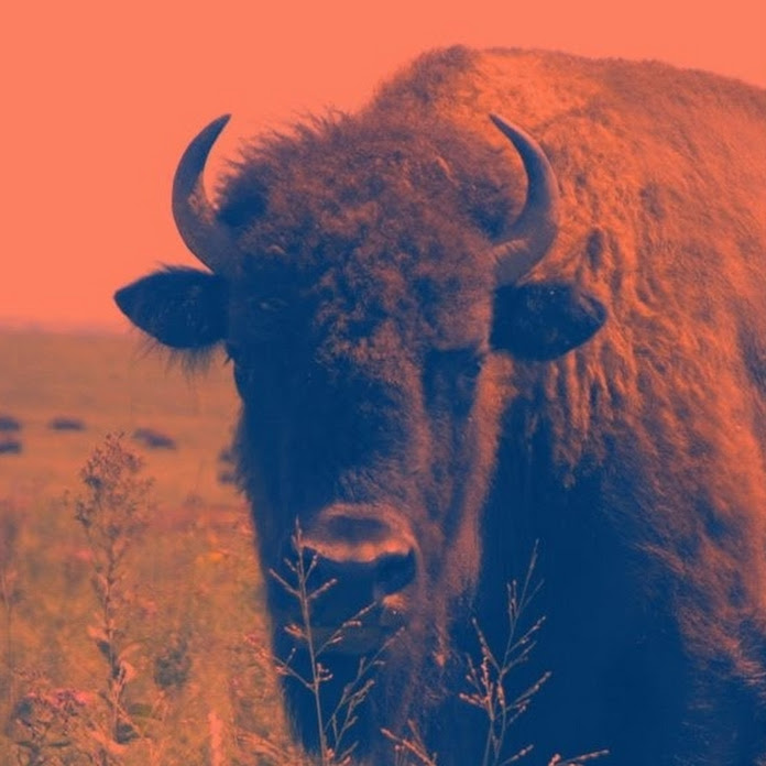 bufalovision Net Worth & Earnings (2026)