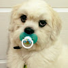 What could Cão Tudo No Focinho buy with $100 thousand?