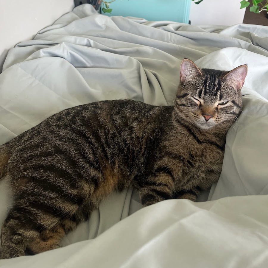 Strawberry Wolf YouTube