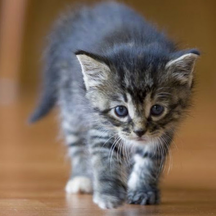 Welcome Net Worth & Earnings (2026)