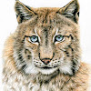 What could SDA Wild Animal buy with $144 thousand?