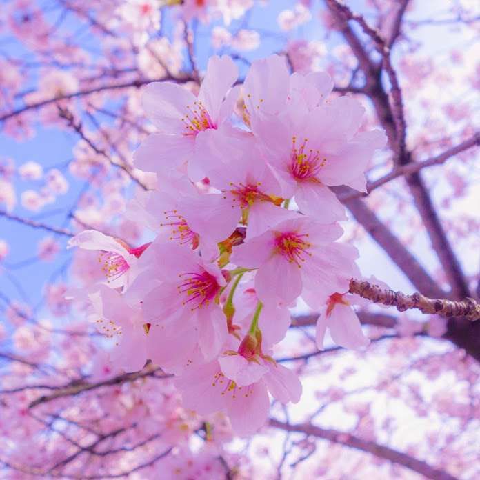 Торсунов Олег Геннадьевич Net Worth & Earnings (2026)