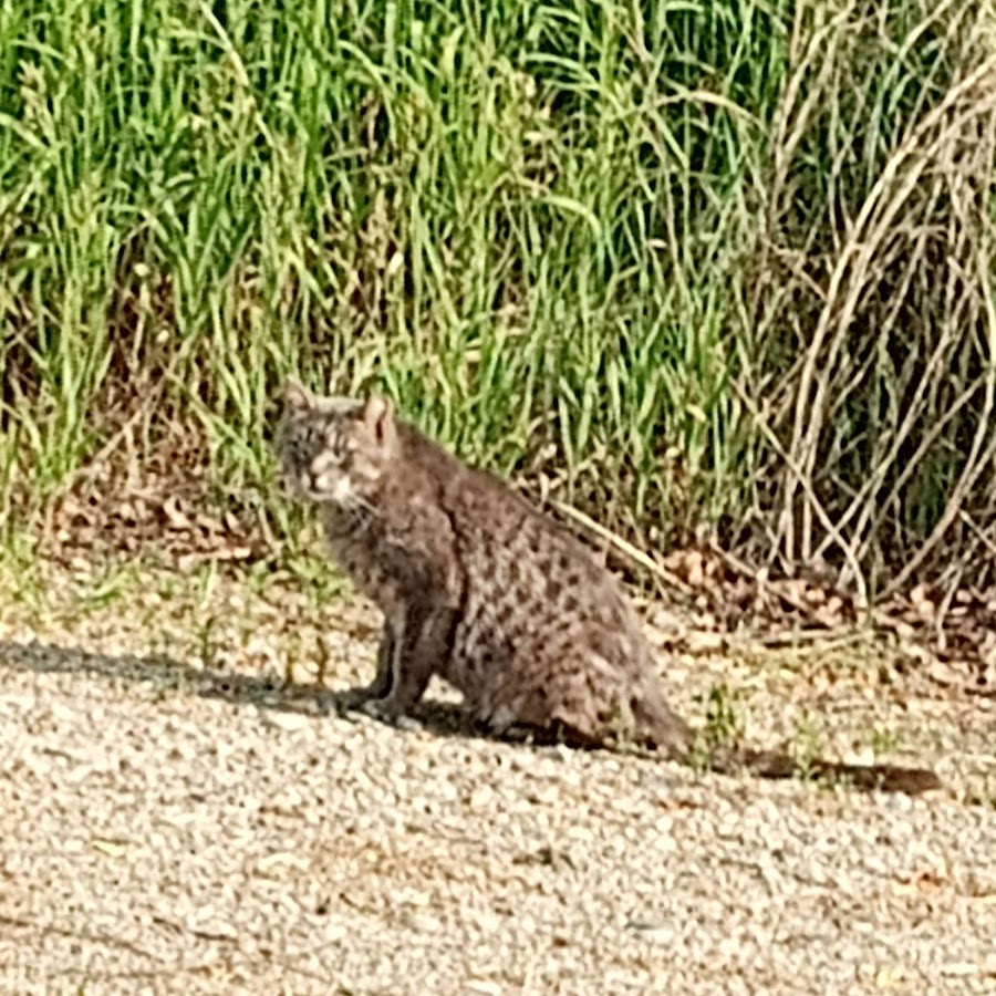 Daily Calendar for Kids - YouTube