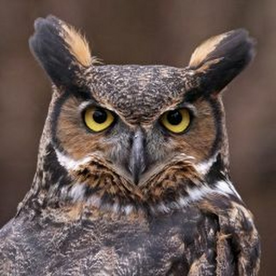 havoc-owl-gaming-youtube