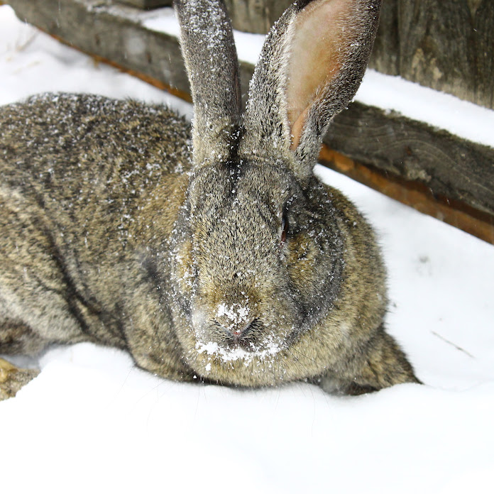 Дед Мазай Net Worth & Earnings (2026)