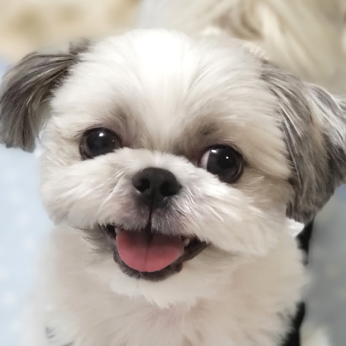 コーのゲームちゃんねる Net Worth & Earnings (2026)