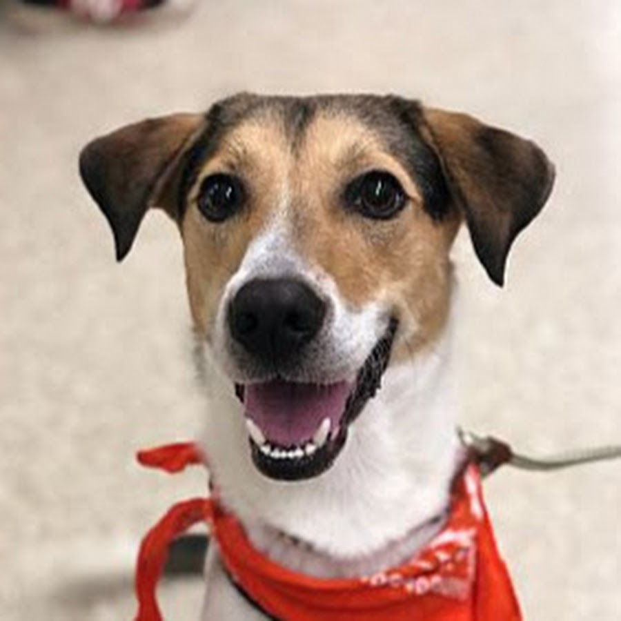 OSCAR Animal Rescue YouTube