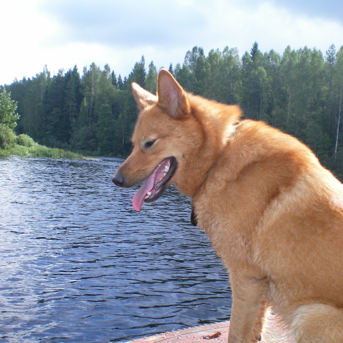 Андрей Павлов Net Worth & Earnings (2026)