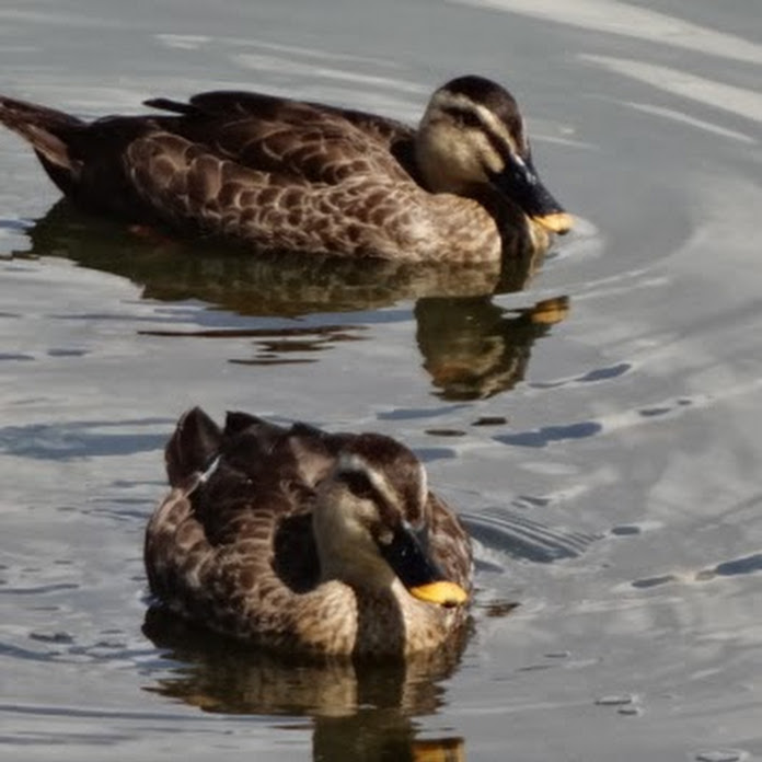 ciao1318 Net Worth & Earnings (2026)