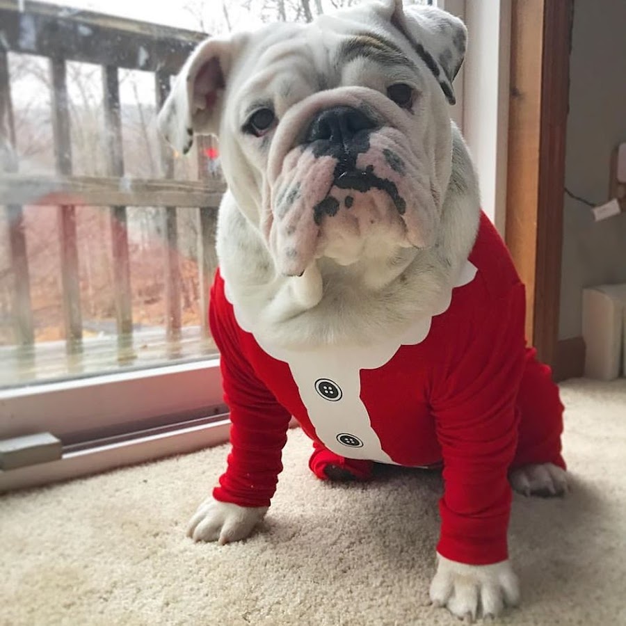 Eggnog Bulldog YouTube