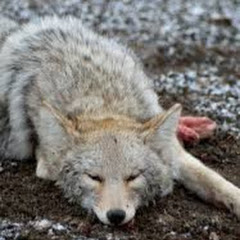 Silver Coyote