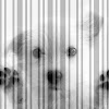 What could Штрих Dog buy with $100 thousand?