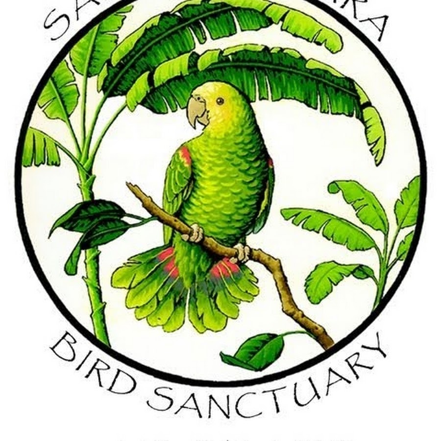 Santa Barbara Bird Sanctuary YouTube