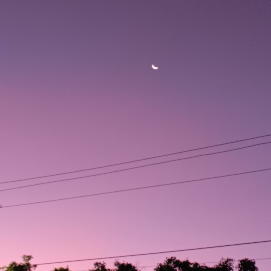 Mimi the bunny  youtube