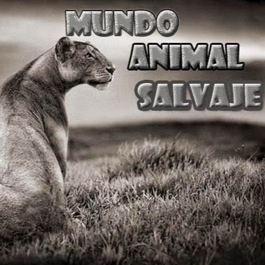 Mundo Animal Salvaje - YouTube