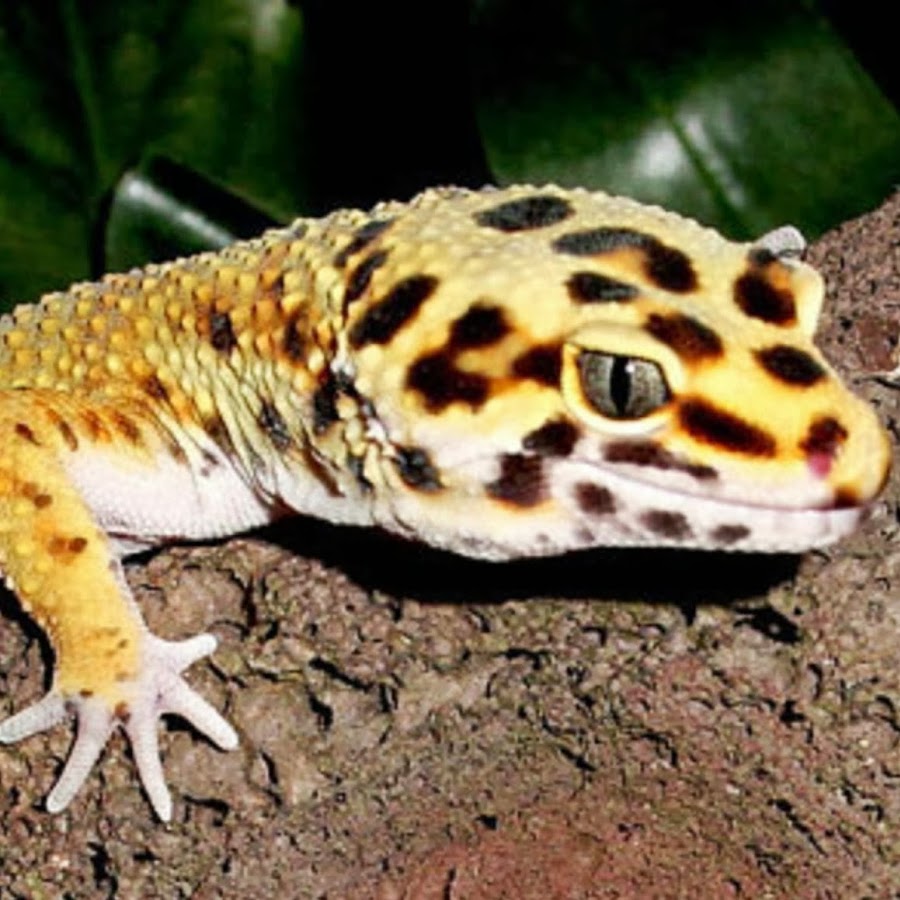 LEOPARDGECKO - YouTube