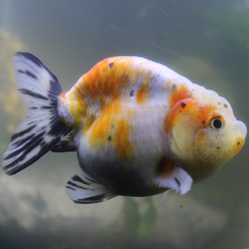 East Coast Ranchu Unboxing Goldfish (May 2016) | Doovi