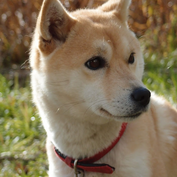 チャンネル日本よいとこ Net Worth & Earnings (2026)