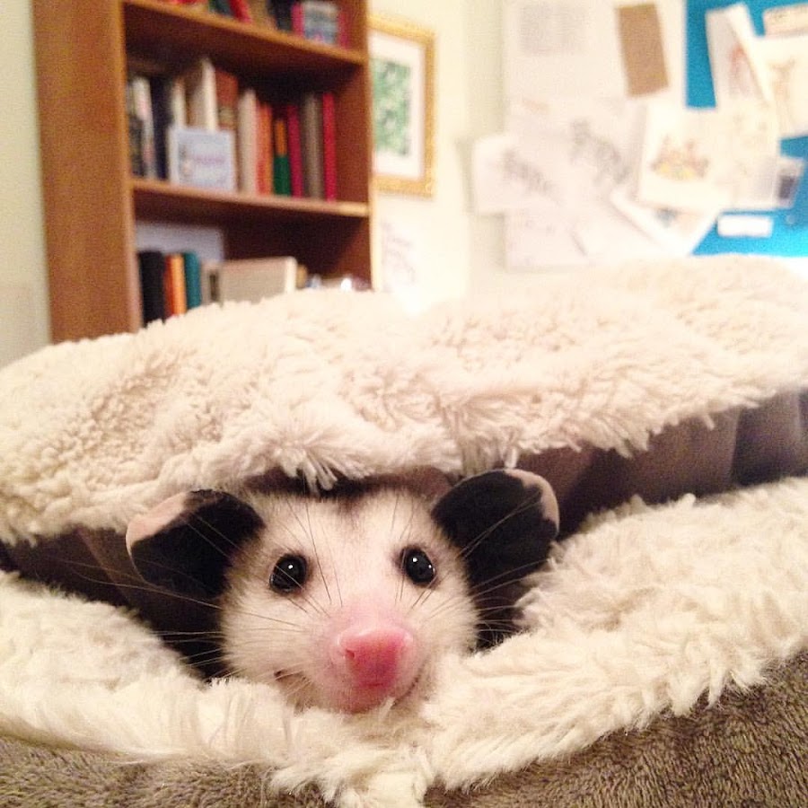 Sesame the Opossum - YouTube