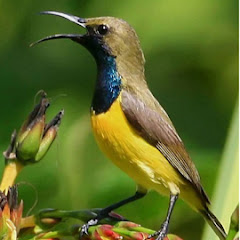 Sogok Ontong Mania Instagram Account Analysis Statistics Vidooly