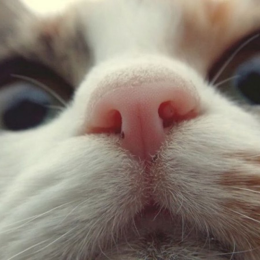 AAuE7mCmbfZwJEQh4e0IESmO6GglKAMsiH4hqPUp=s900-mo-c-c0xffffffff-rj-k-no