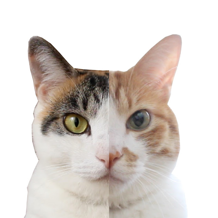 moshinuko Net Worth & Earnings (2026)