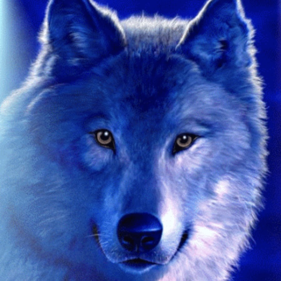 Galaxy Husky YouTube