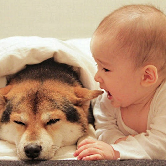 The Pets Net Worth & Earnings (2026)