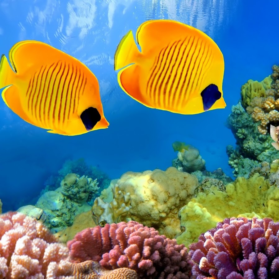 Virtual Aquarium - YouTube