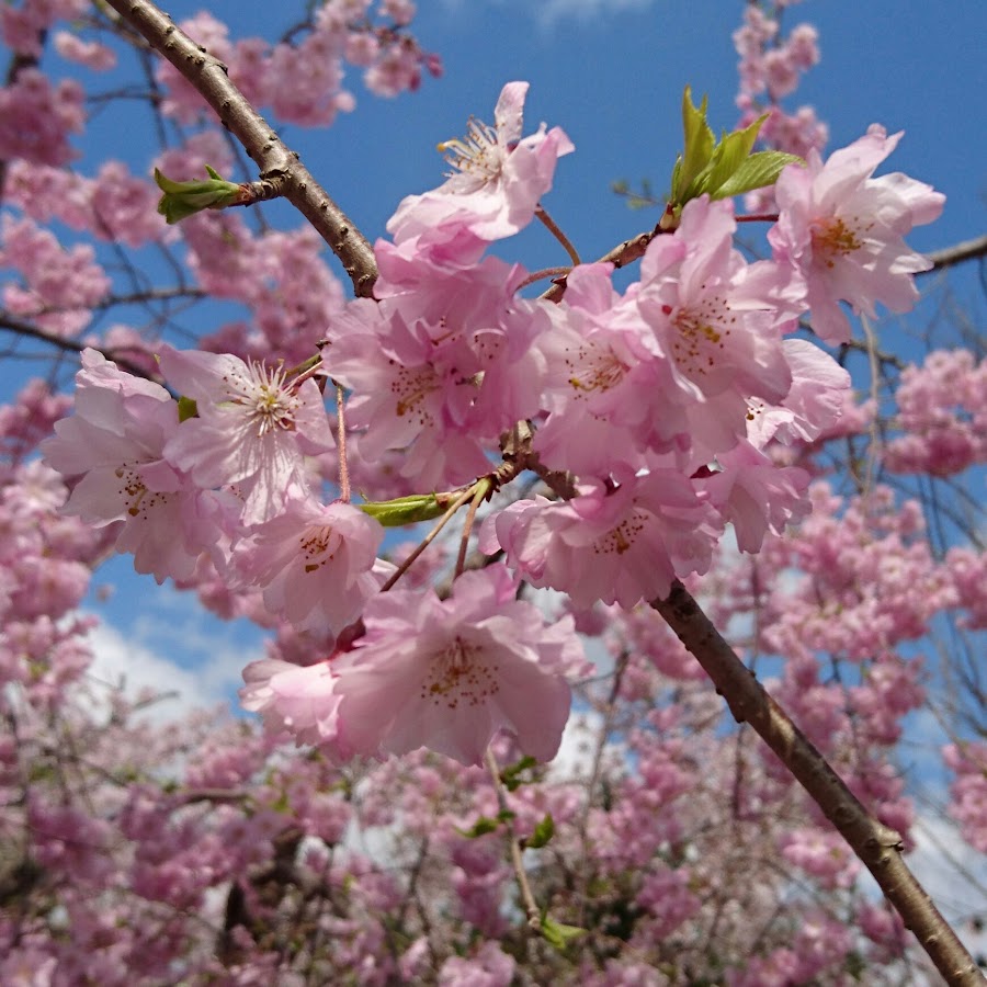 cherry blossom YouTube