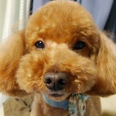 チャンネルピリきょろ