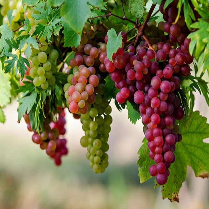 Tanaman Buah Net Worth & Earnings (2026)