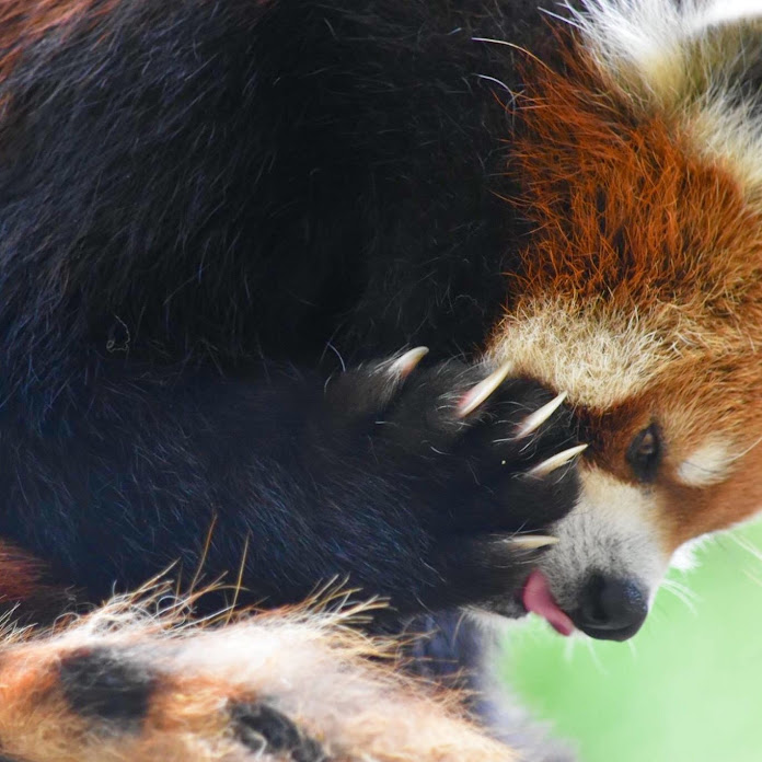 ケータイフォトグラファーPくん Net Worth & Earnings (2026)