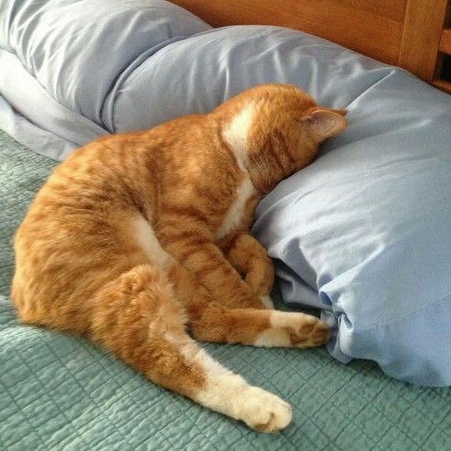 AAuE7mD6IimyU2LrhTfIhYyJVLyToVJZkw1xjFiJWw=s900-mo-c-c0xffffffff-rj-k-no