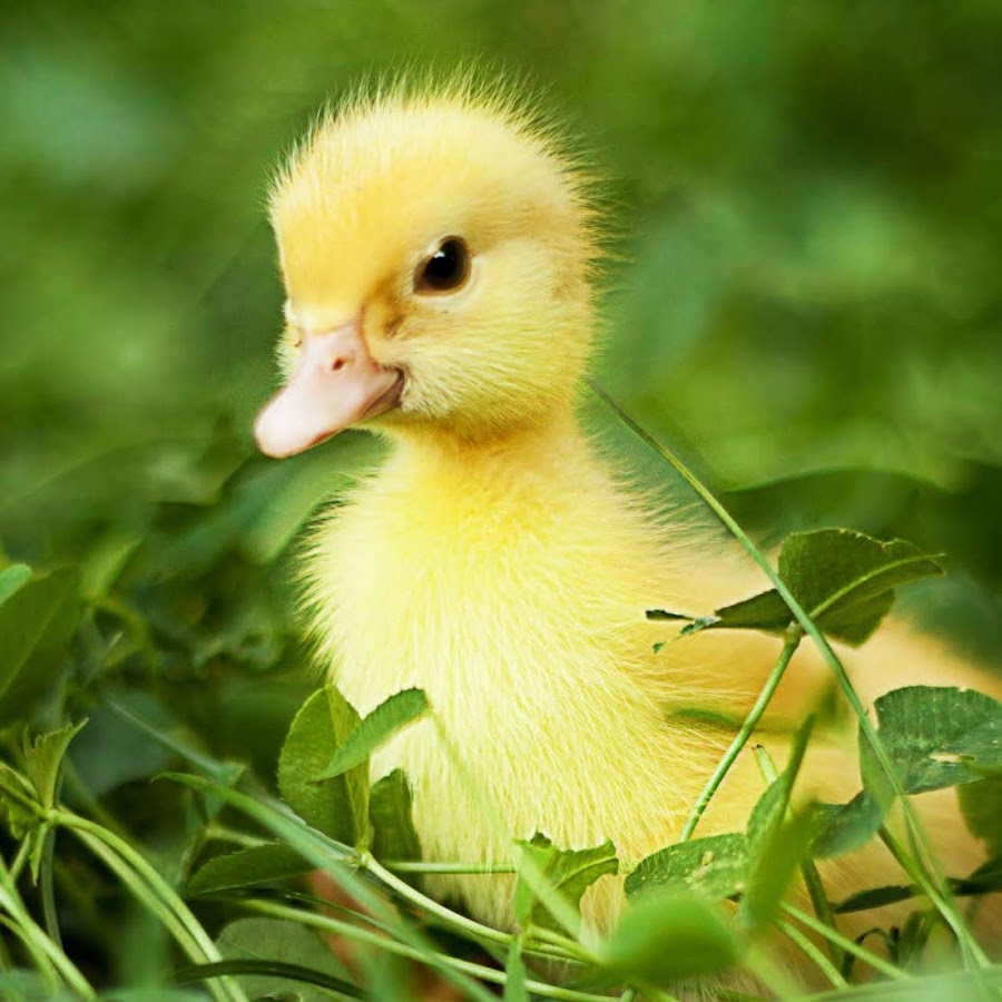 АнИмЕ ФаНаТиК Viktor Nikiforov - YouTube