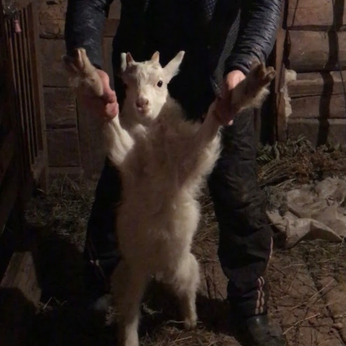 КОТ БАНКИР Net Worth & Earnings (2026)