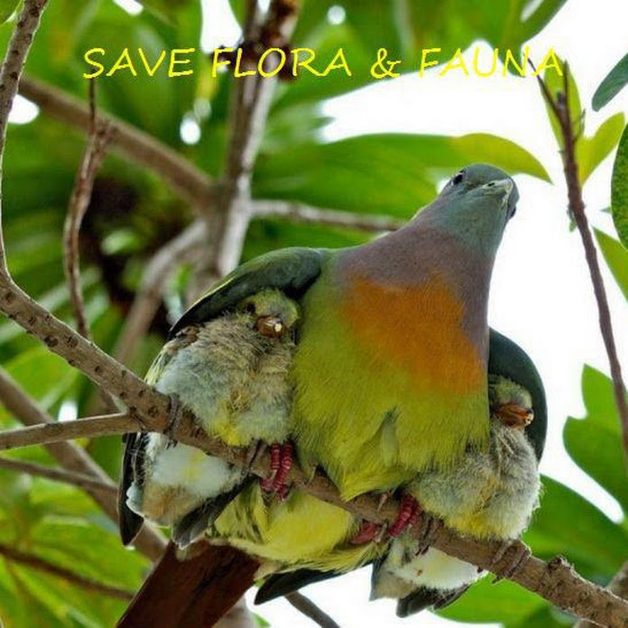 Save flora en fauna Net Worth & Earnings (2026)