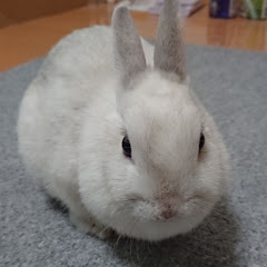 めめチャンネル