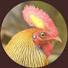 Lanka_Wildlife