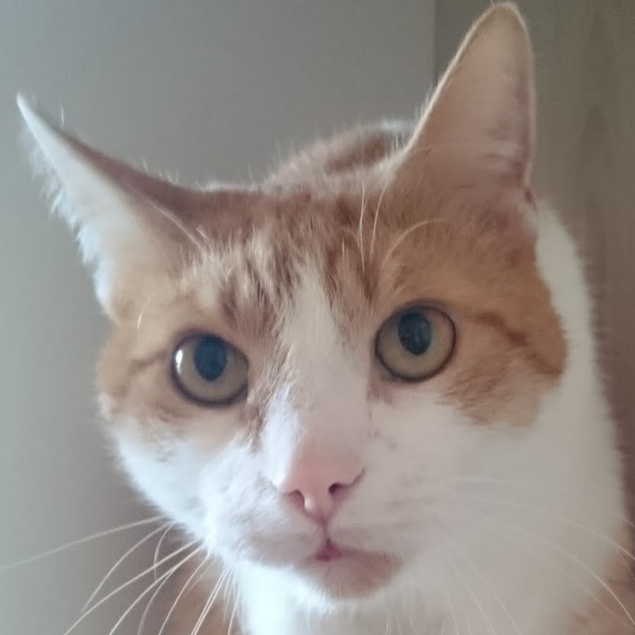 Another Boring Cat Channel YouTube