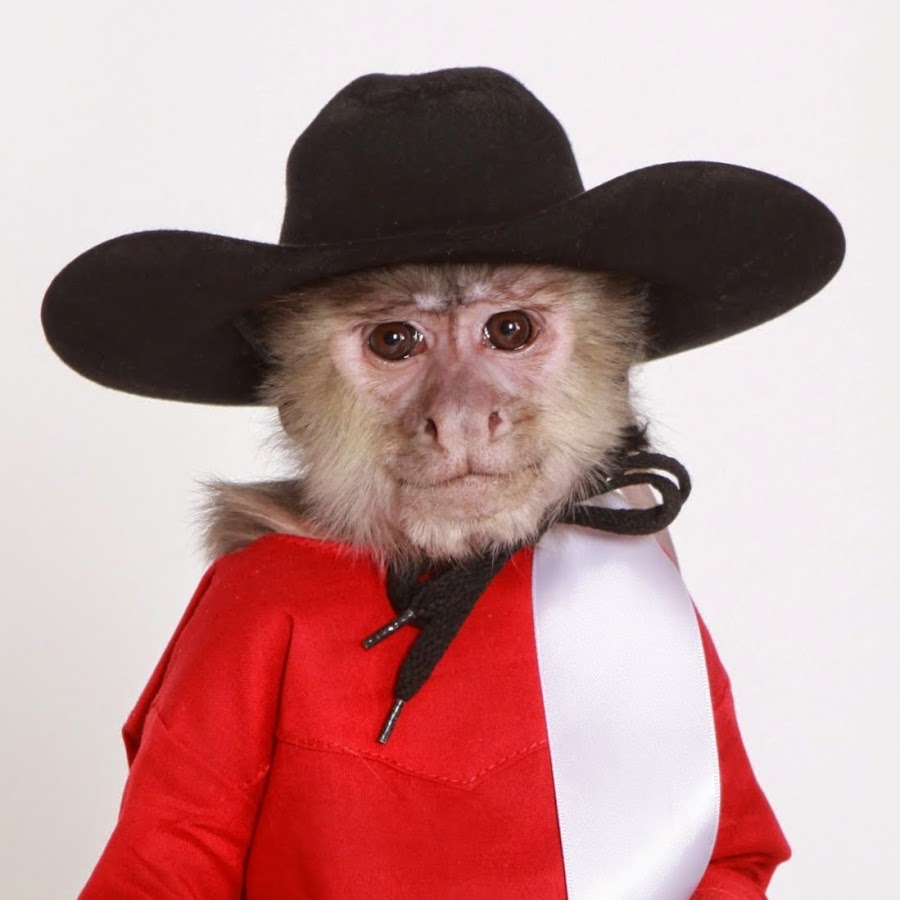 Whiplash The Cowboy Monkey - YouTube