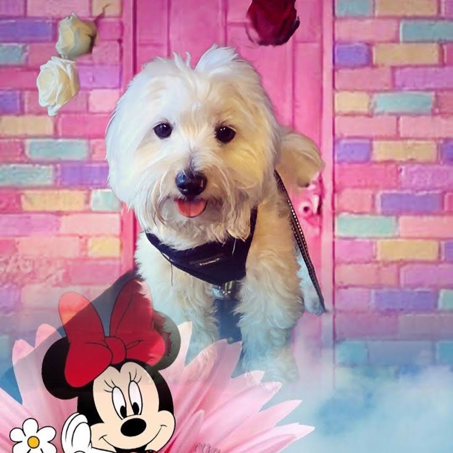 Adrienne Kiss - YouTube