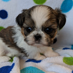 Puppy Love Shih Tzu Youtube Stats Channel Statistics Analytics