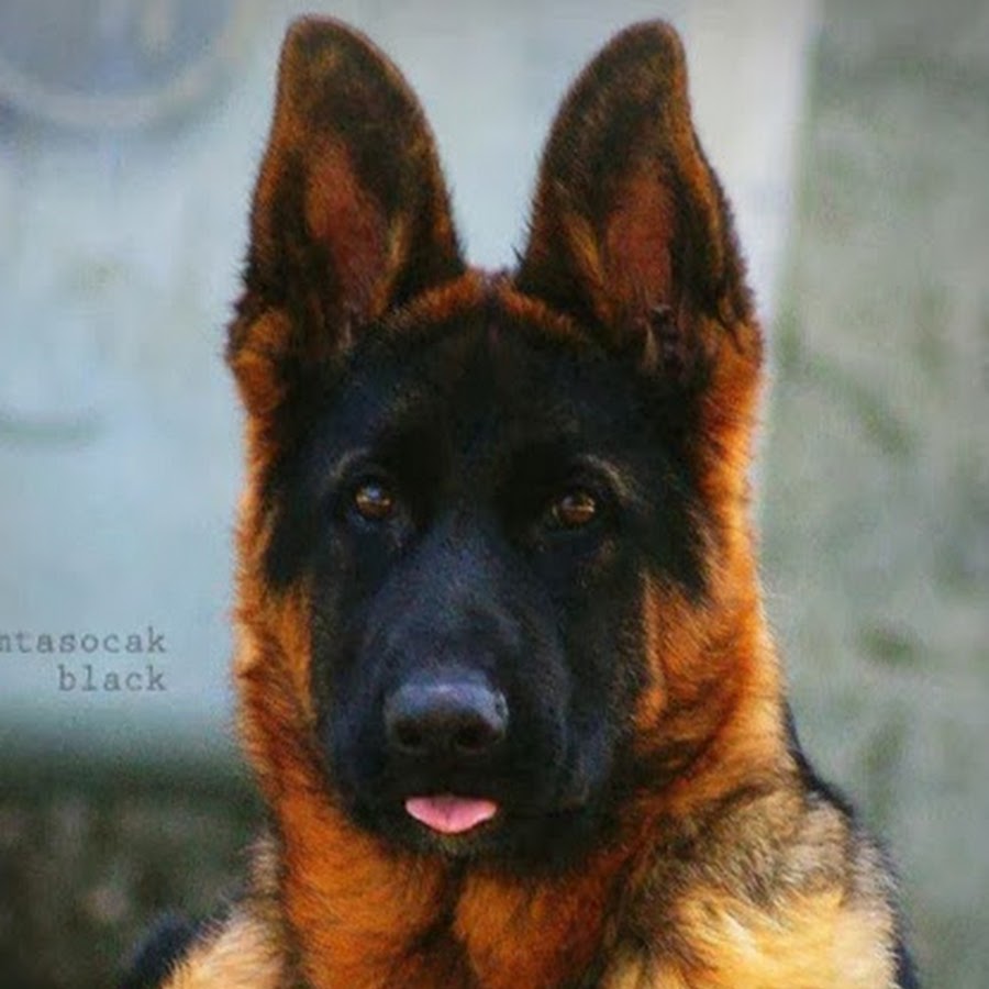 Le Berger Allemand YouTube