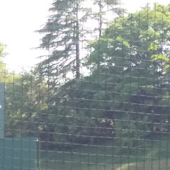 はせい